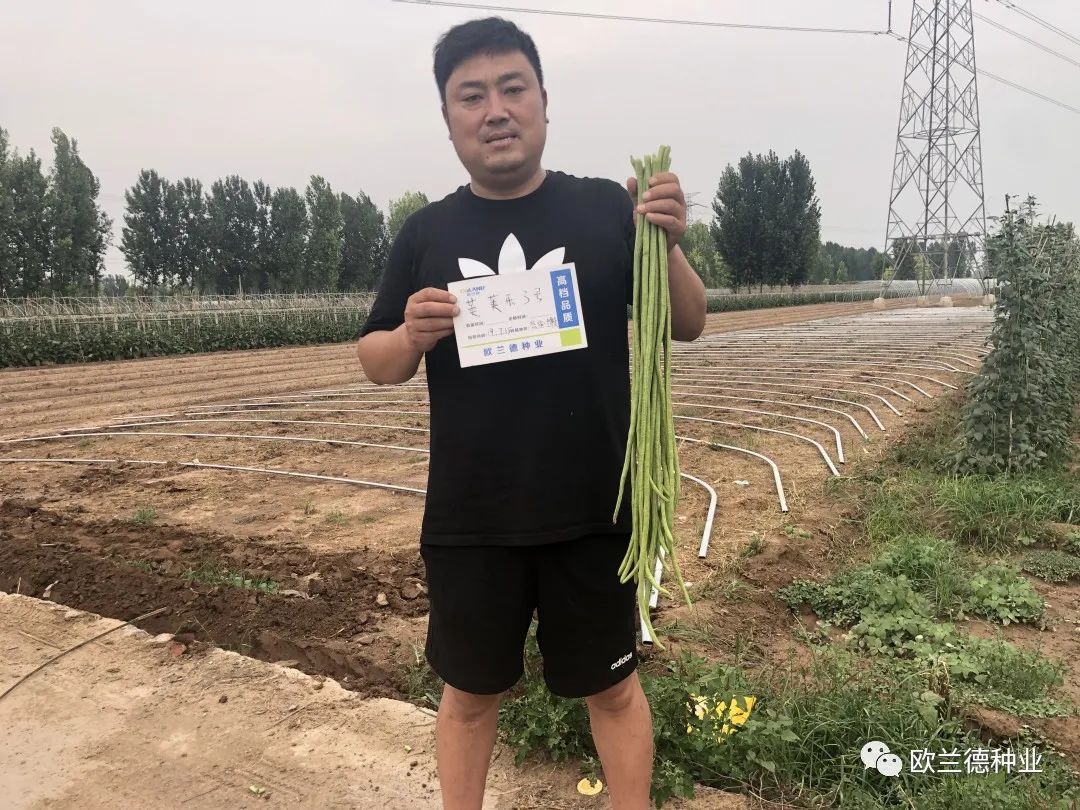 怎样种植架豆角_露地架豆角种植技术视频_架豆角种植技术视频教程