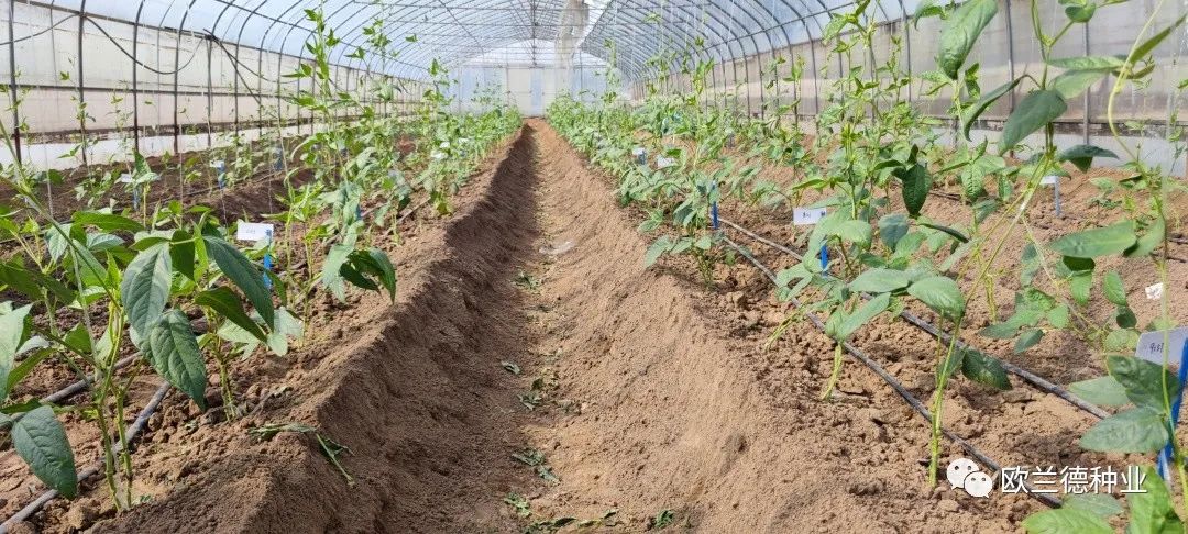 架豆角种植技术视频教程_怎样种植架豆角_露地架豆角种植技术视频