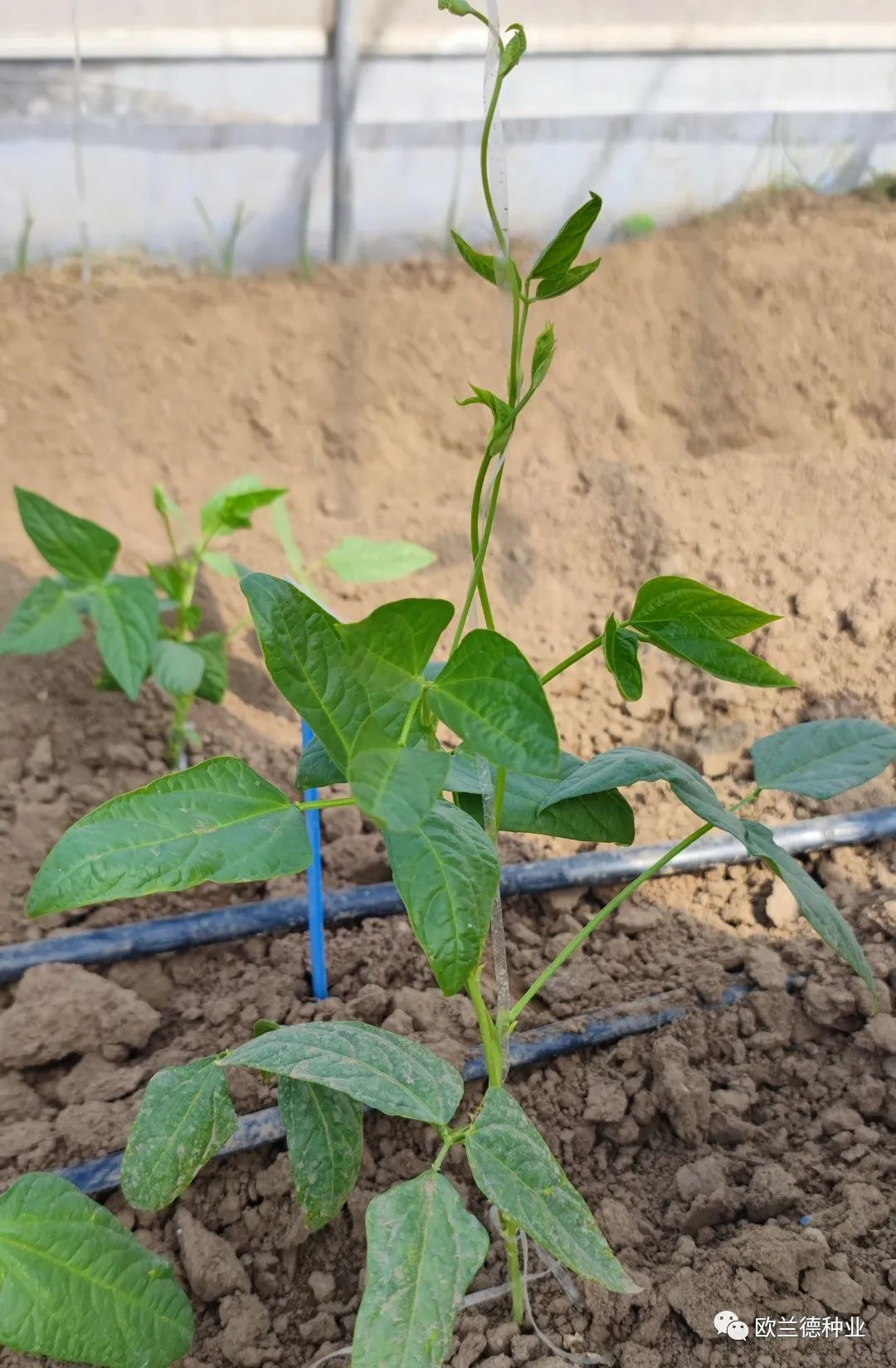 架豆角种植技术视频教程_怎样种植架豆角_露地架豆角种植技术视频