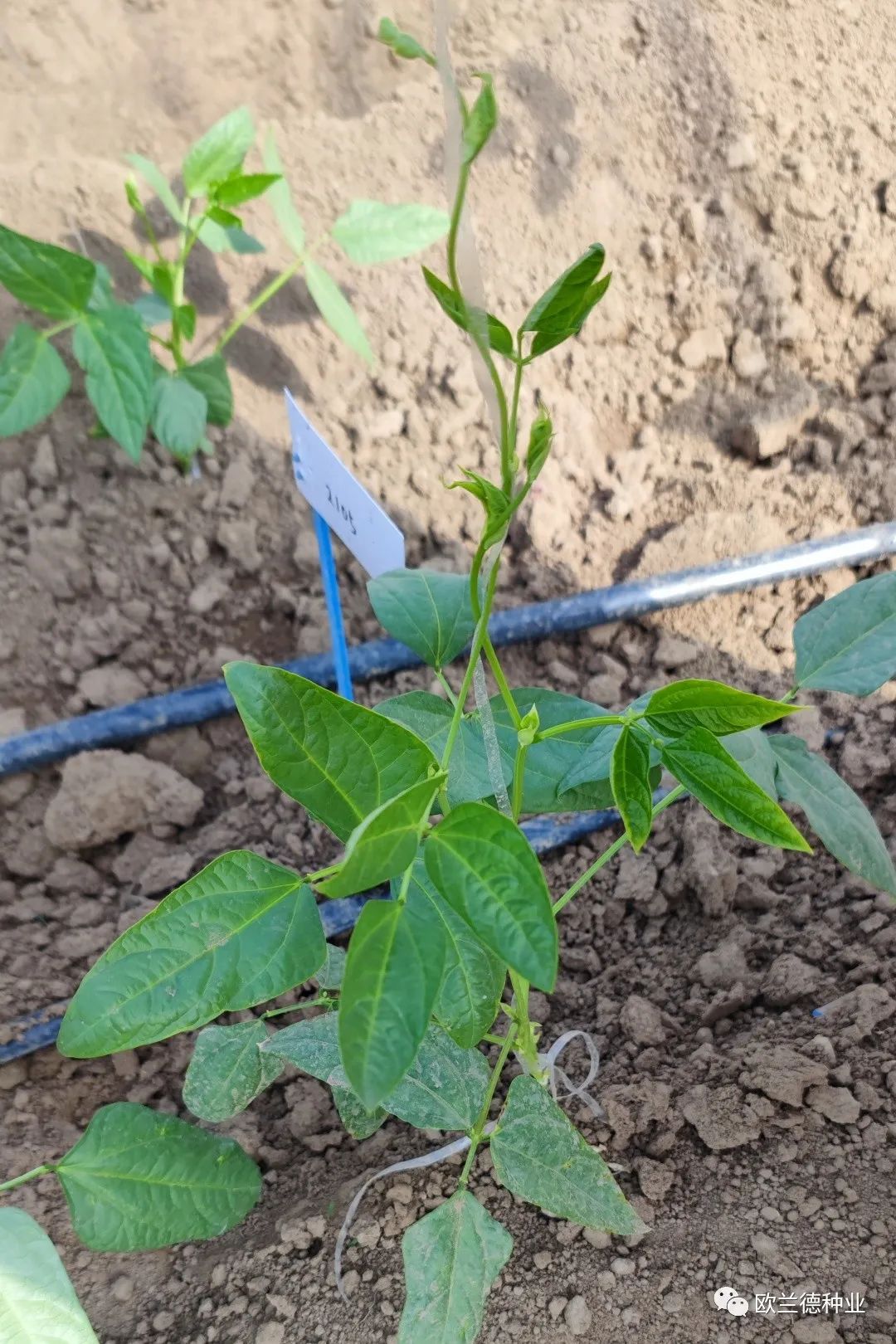 架豆角种植技术视频教程_露地架豆角种植技术视频_怎样种植架豆角