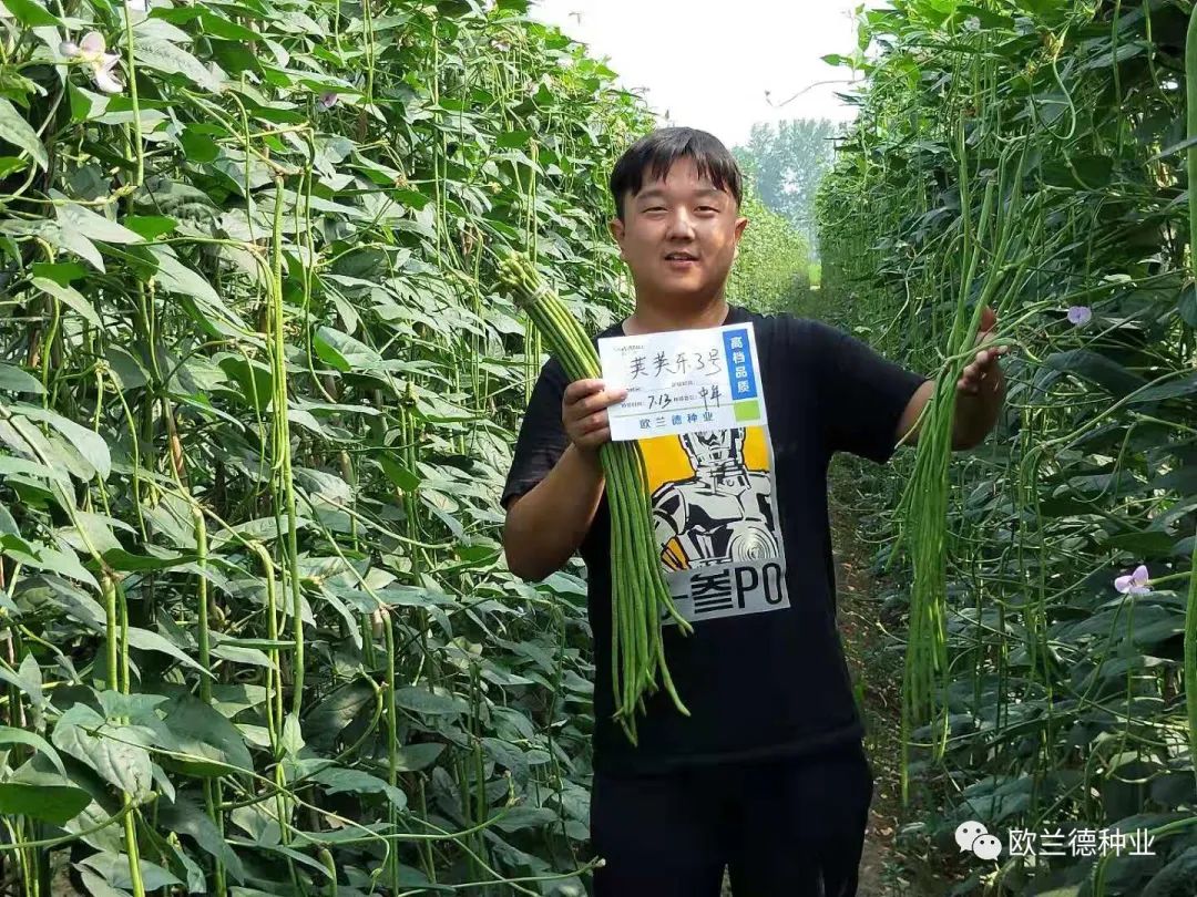 露地架豆角种植技术视频_怎样种植架豆角_架豆角种植技术视频教程