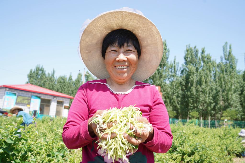 河北适合种植什么花树_河北种植什么最赚钱_河北种植致富花