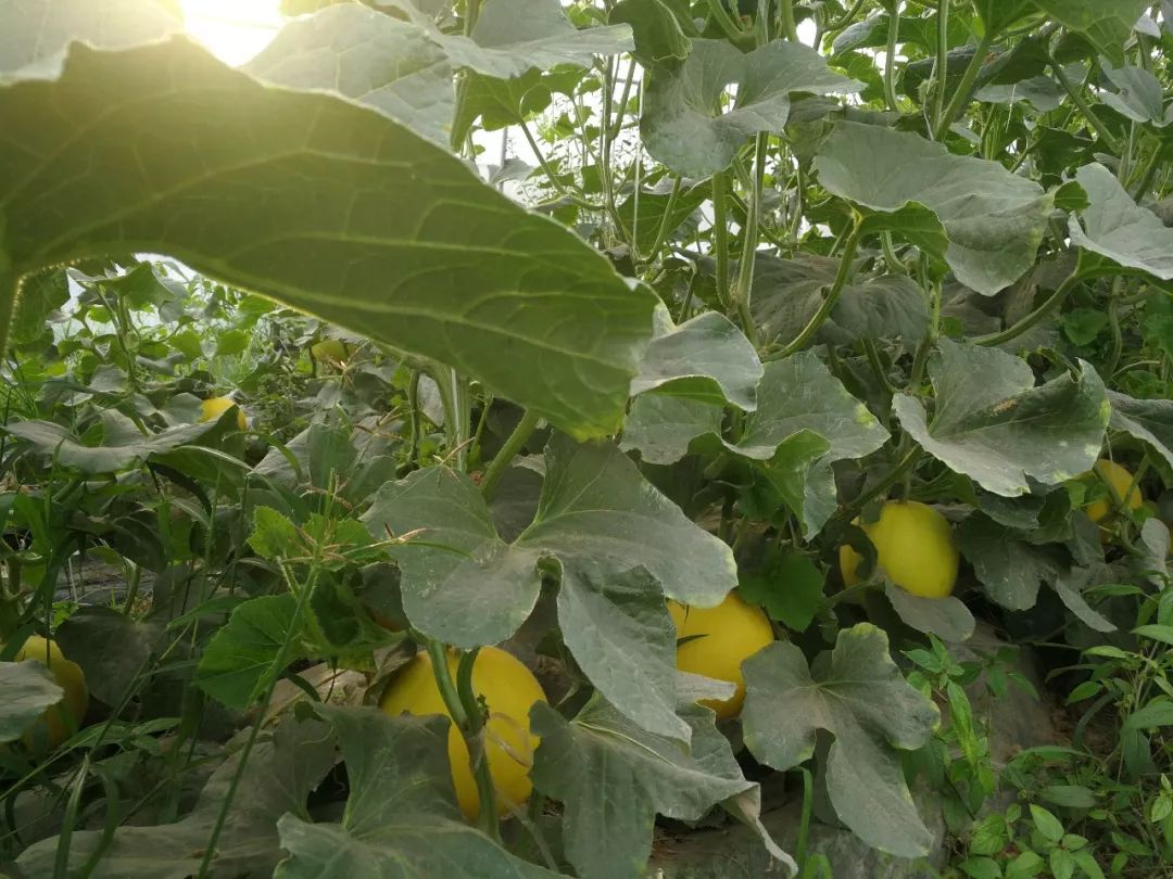 黄皮种植技术_种植黄皮技术视频_种植黄皮的管理方法