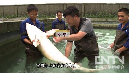 [致富经]把活鱼冰冻后的财富玄机(20130909)