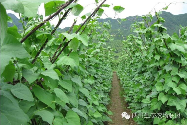 种架豆角的株距是多少_种豆角架子怎么搭_露地架豆角种植技术视频