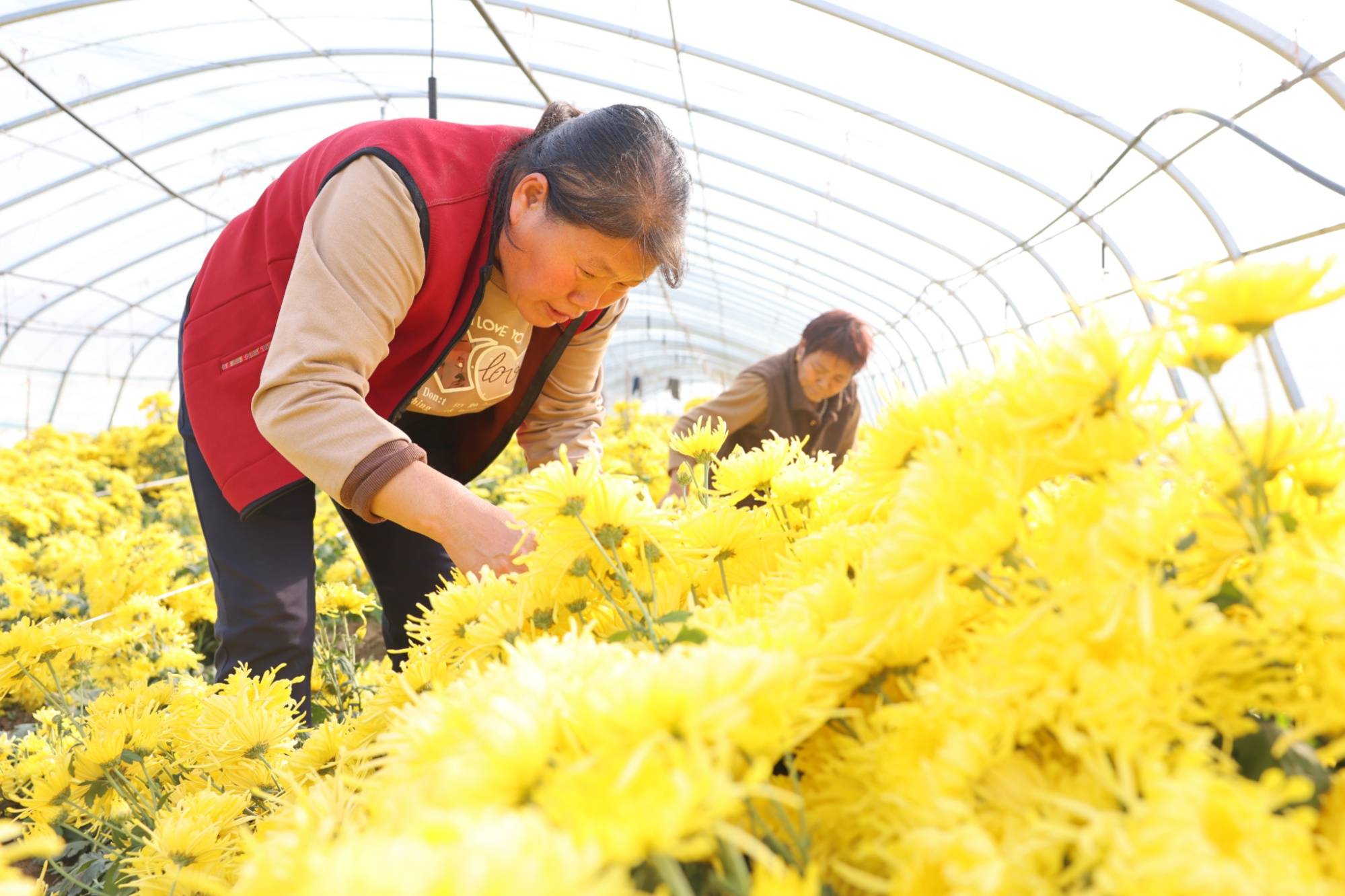 河北种植致富花_河北农村种植致富项目_致富河北种植花生视频