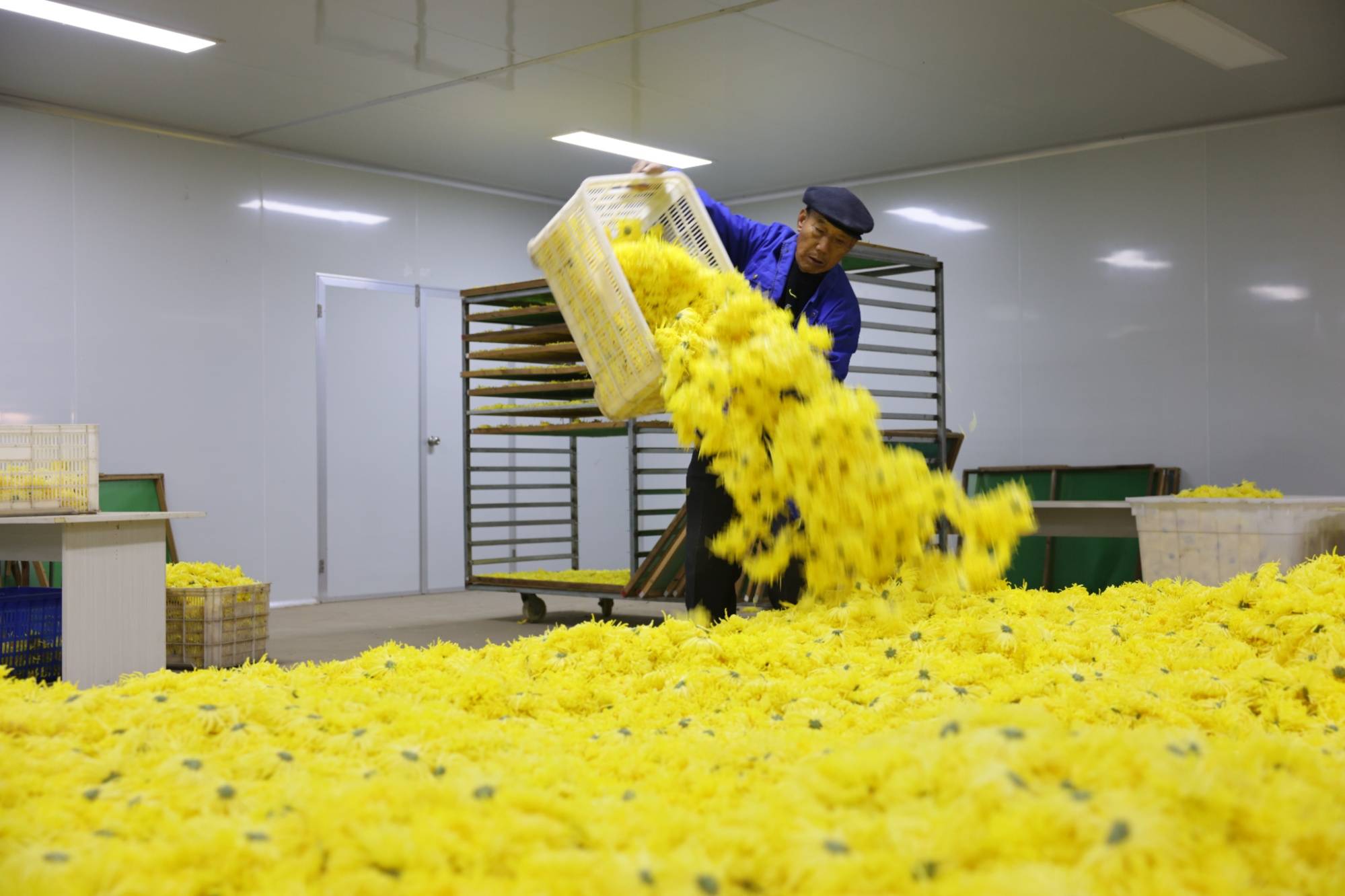 河北农村种植致富项目_河北种植致富花_致富河北种植花生视频