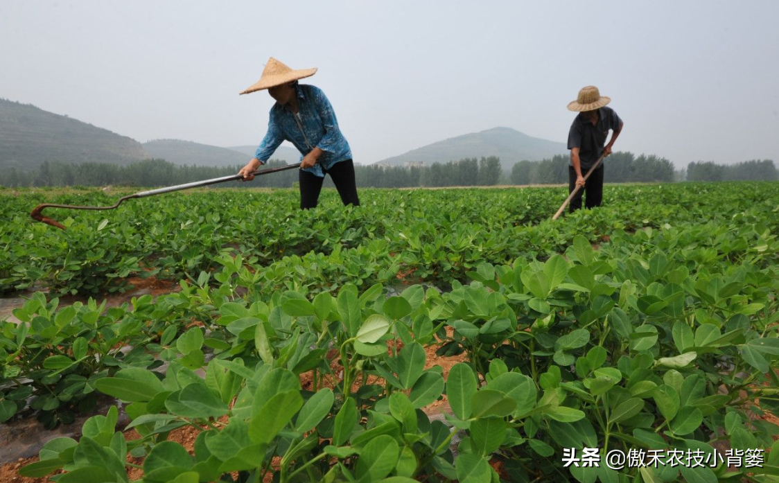 花生地膜覆盖高产栽培技术_花生地膜栽培有哪些好处_夏花生地膜种植技术