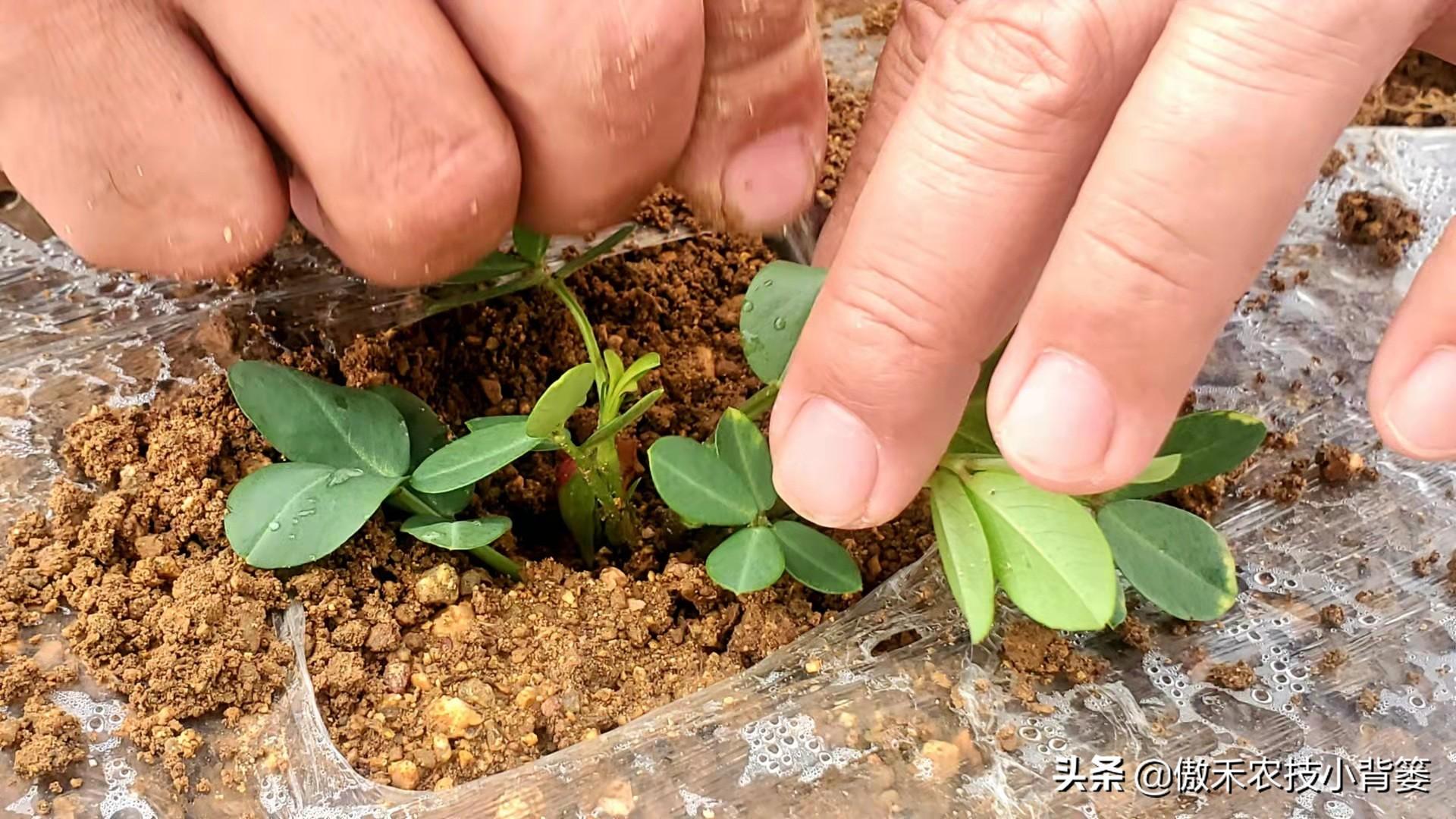 花生地膜覆盖高产栽培技术_夏花生地膜种植技术_花生地膜栽培有哪些好处