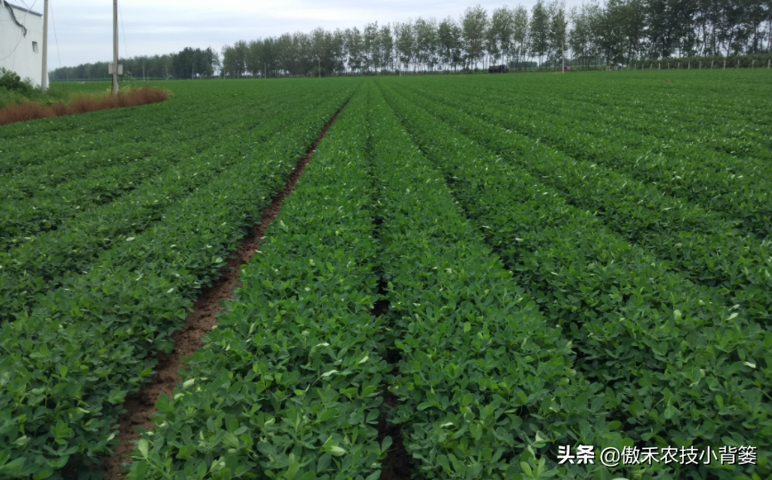 花生地膜覆盖高产栽培技术_夏花生地膜种植技术_花生地膜栽培有哪些好处