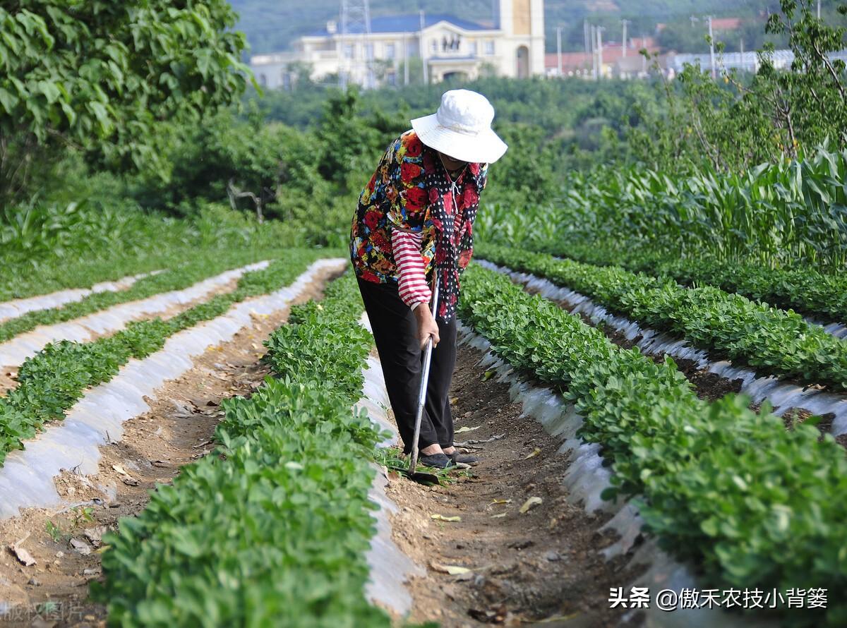 花生地膜覆盖高产栽培技术_花生地膜栽培有哪些好处_夏花生地膜种植技术