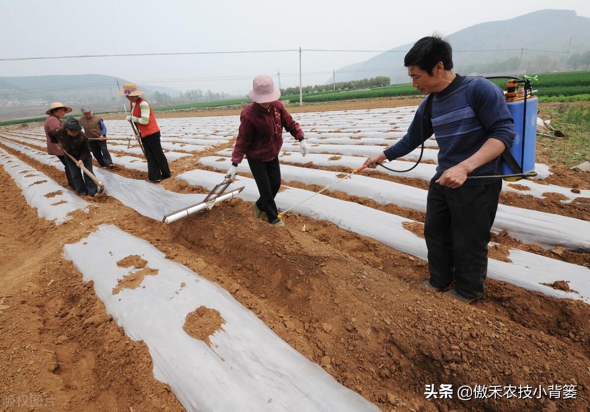 花生地膜覆盖高产栽培技术_花生地膜栽培有哪些好处_夏花生地膜种植技术