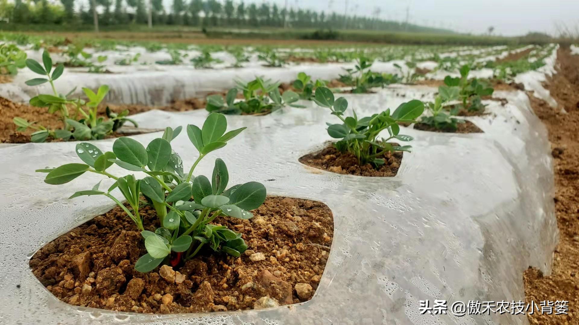 花生地膜覆盖高产栽培技术_夏花生地膜种植技术_花生地膜栽培有哪些好处