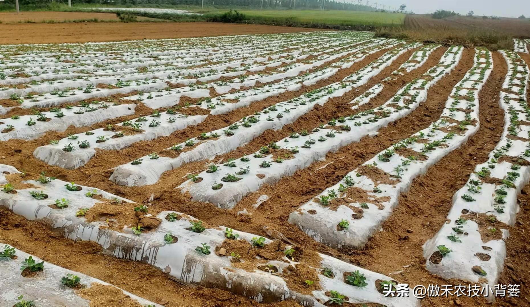 花生地膜覆盖高产栽培技术_夏花生地膜种植技术_花生地膜栽培有哪些好处