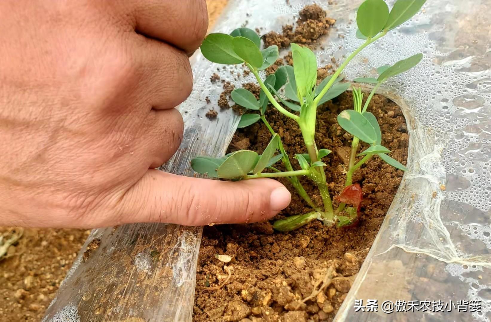 夏花生地膜种植技术_花生地膜栽培有哪些好处_花生地膜覆盖高产栽培技术