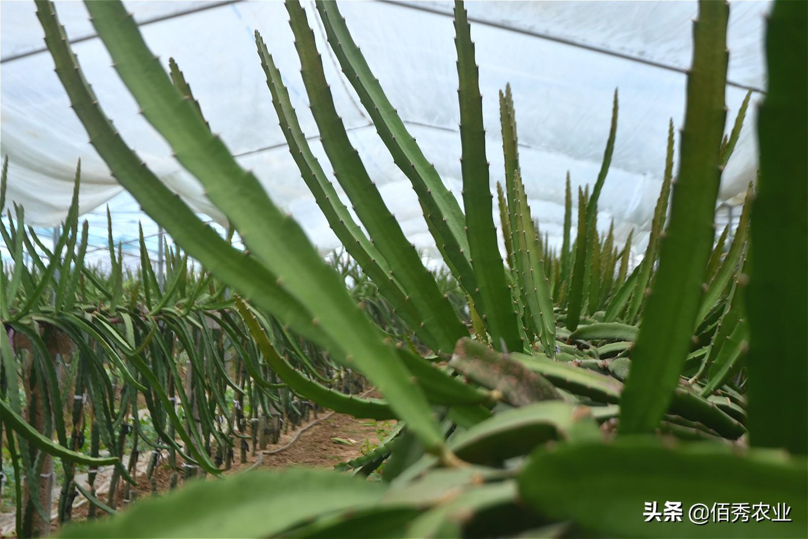 致富种植视频全集_致富种植什么比较赚大钱_种植致富项目图片