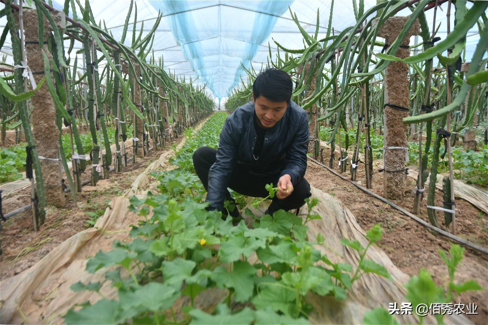 致富种植什么比较赚大钱_致富种植视频全集_种植致富项目图片