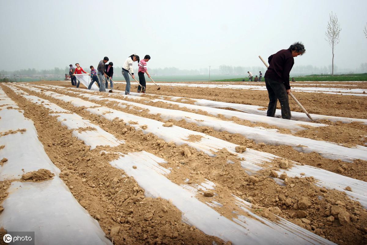 花生地膜栽培有哪些好处_花生地膜覆盖高产栽培技术_夏花生地膜种植技术