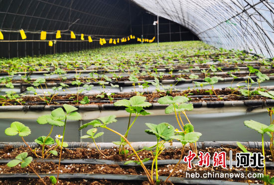 3月种植的新苗，一个月以后进入盛果期。 张桂芹 摄