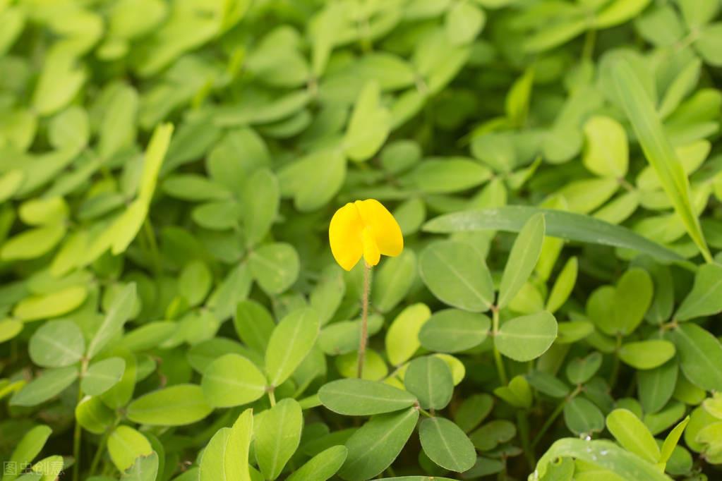 花生地膜栽培有哪些好处_花生种植地膜覆盖视频_夏花生地膜种植技术