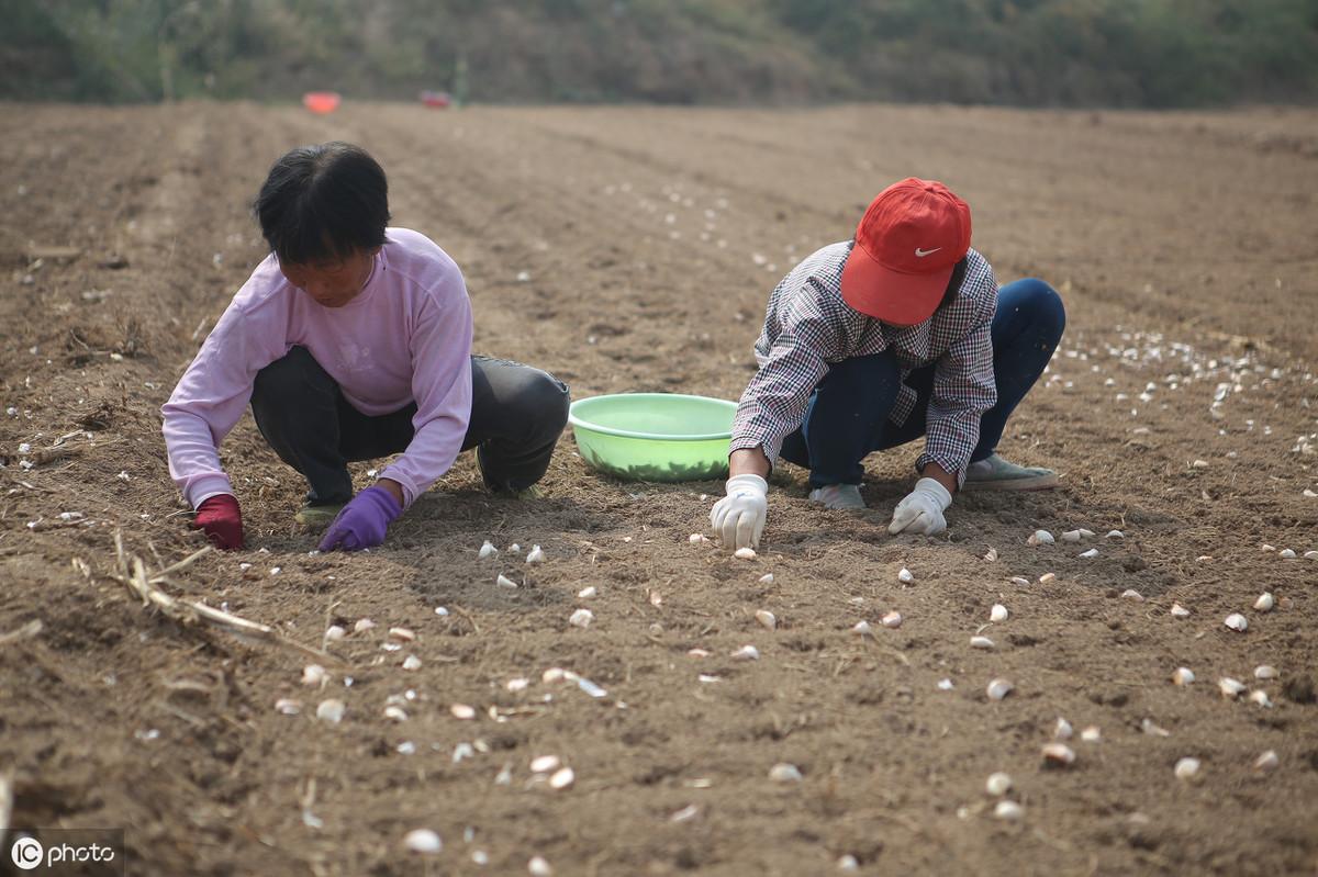 花生种植地膜覆盖视频_夏花生地膜种植技术_花生地膜覆盖高产栽培技术