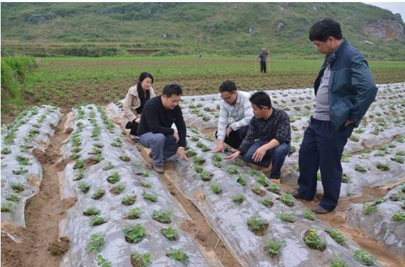 花生地膜覆盖栽培技术要点