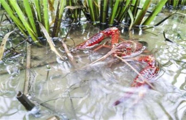 野生虾淡水养殖技术方法_野生淡水虾怎么养殖技术_野生虾淡水养殖技术要求