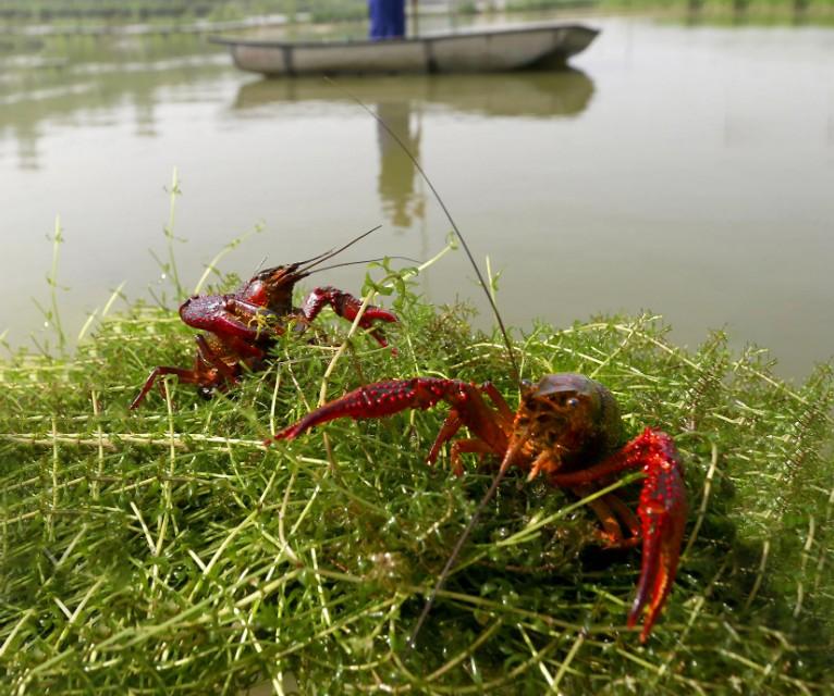 野生淡水虾怎么养殖技术_野生虾淡水养殖技术要求_野生虾淡水养殖技术方法