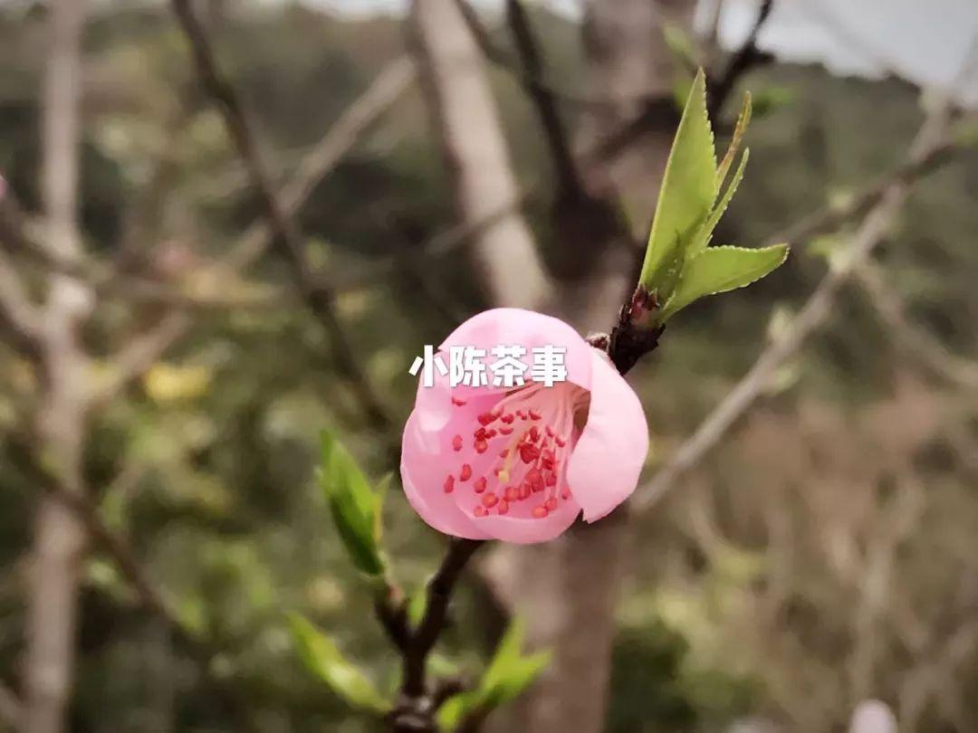 致富种植白茶怎么样_种植白茶的市场前景_白茶怎么种植致富