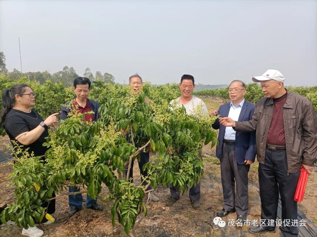 种植黄皮技术要求_种植黄皮技术要点_黄皮种植技术