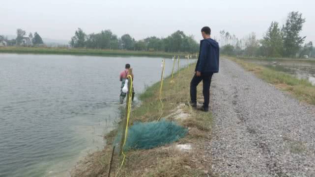 野生淡水虾怎么养_野生淡水虾怎么养殖技术_野生虾淡水养殖技术要求