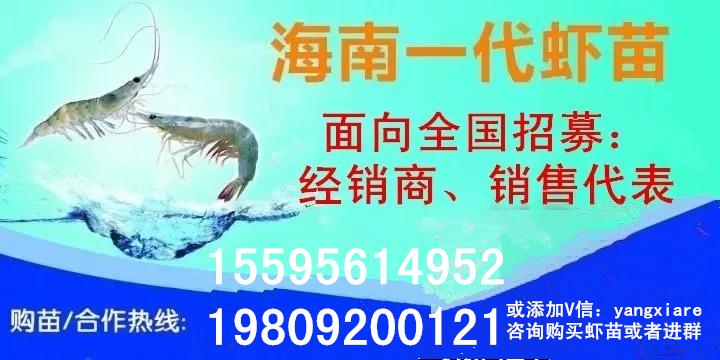 这里养虾，产量达三万斤，市值85万元！淡水养殖南美白对虾有技巧