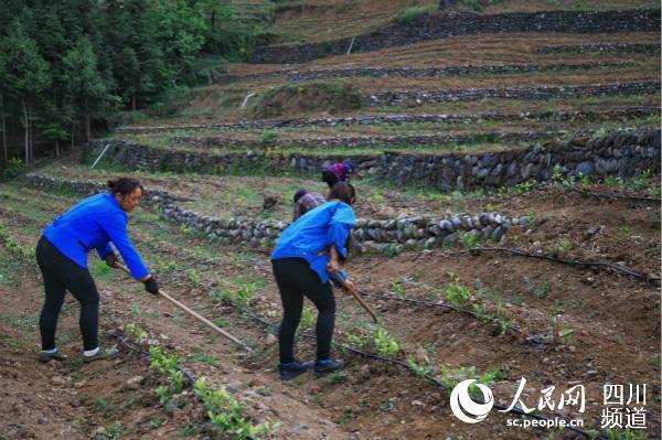 白茶怎么种植致富_种植白茶的市场前景_致富种植白茶好吗