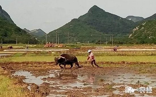 养殖小牛技术与管理_养殖小牛技术要求_小牛养殖技术