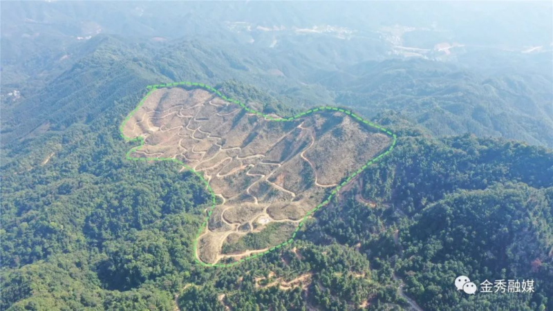 【乡村振兴 产业先行】打好“麻竹”牌 铺就生态致富路