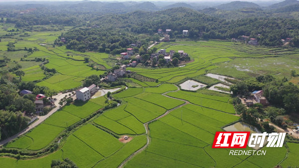 零陵区光明村：打造特色种植品牌 助力乡村振兴