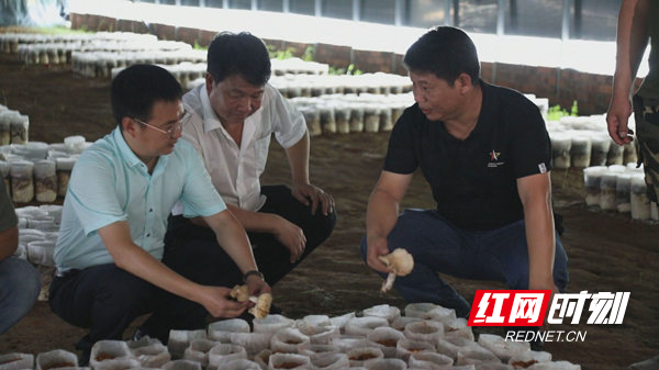 致富种植门路新闻报道_种植致富新门路_致富种植门路新闻联播