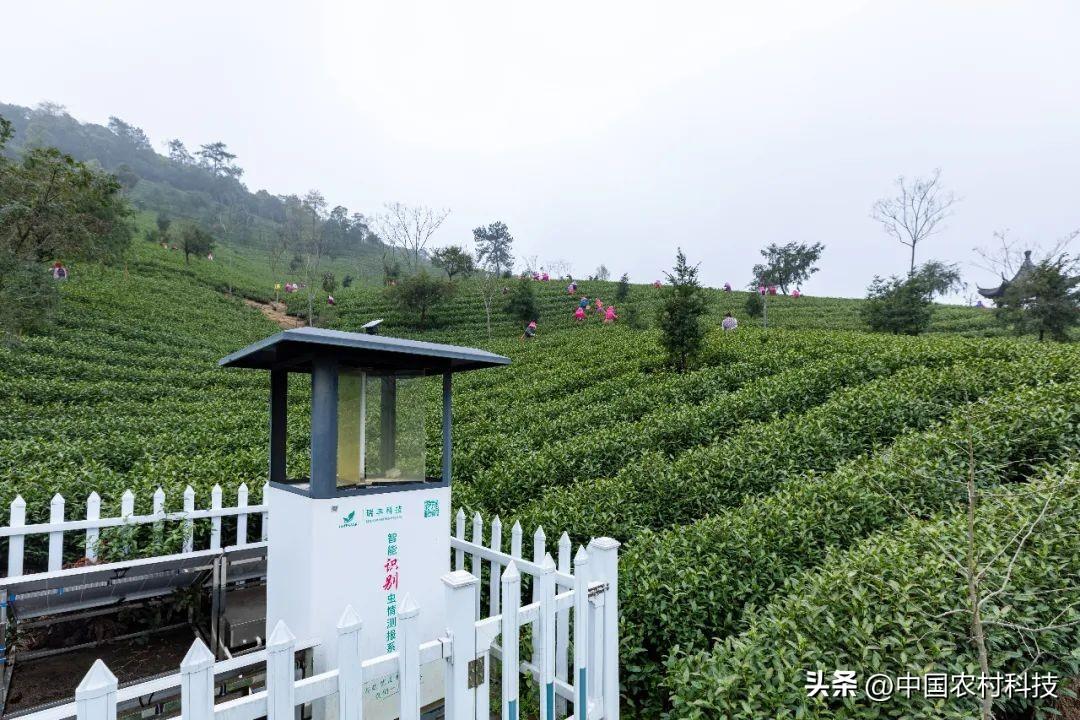 白茶怎么种植致富_致富种植白茶怎么样_种植白茶的市场前景