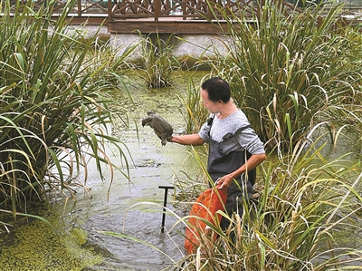 养殖甲鱼视频大全_生态甲鱼养殖基地视频_甲鱼生态养殖技术视频