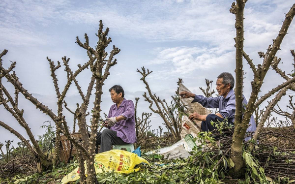 花椒树多少钱一棵？2020年占地花椒树价格