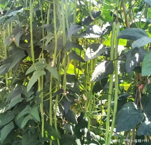 广西红薯种植致富_广西红薯种植时间_广西红薯种植基地