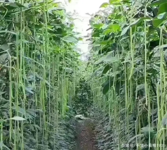 广西红薯种植基地_广西红薯种植致富_广西红薯种植时间