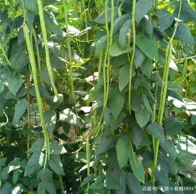 广西红薯种植致富_广西红薯种植时间_广西红薯种植基地