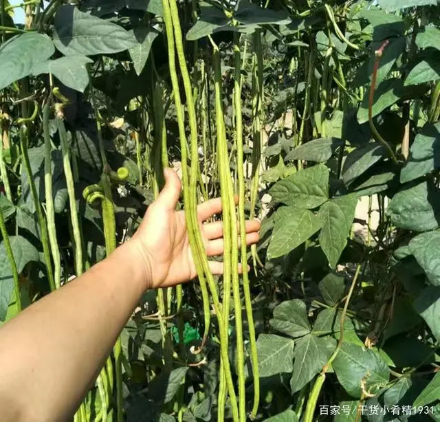 广西红薯种植时间_广西红薯种植致富_广西红薯种植基地