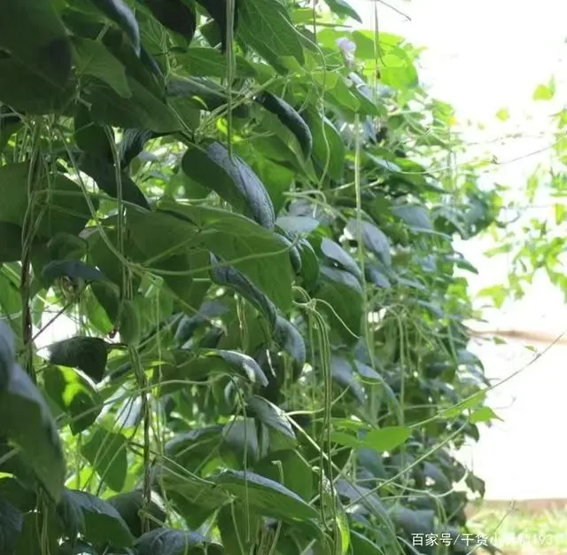 广西红薯种植时间_广西红薯种植致富_广西红薯种植基地