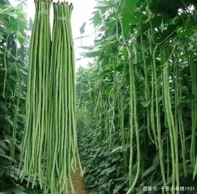 广西红薯种植时间_广西红薯种植致富_广西红薯种植基地