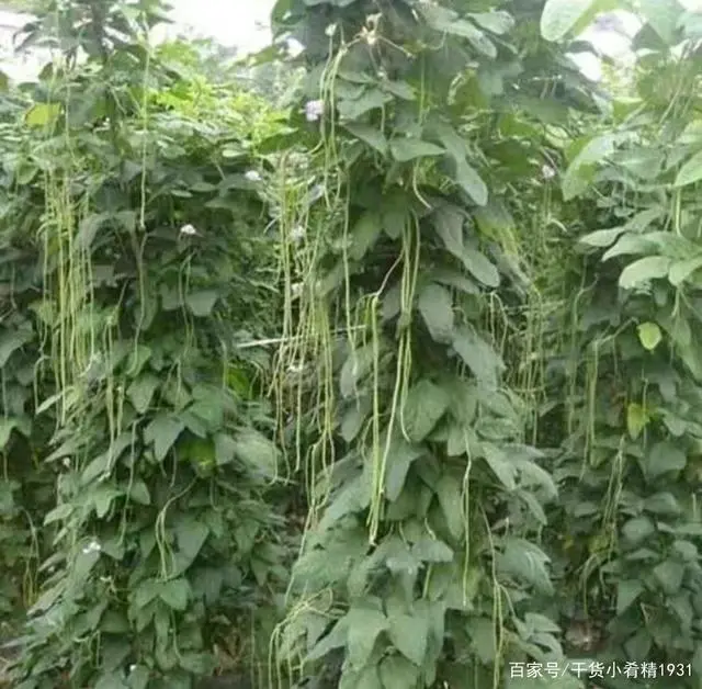 广西红薯种植基地_广西红薯种植时间_广西红薯种植致富