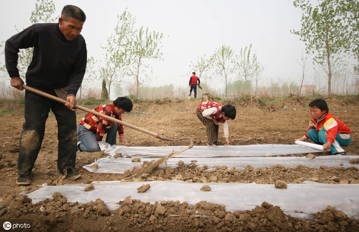 花生地膜覆盖高产栽培技术_夏花生地膜种植技术_花生地膜栽培技术