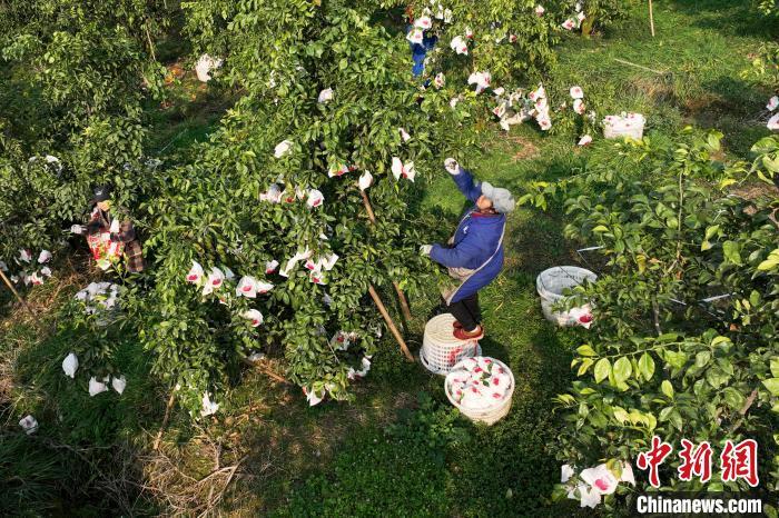 致富柑橘种植条件_种植柑橘致富_柑橘种植效益