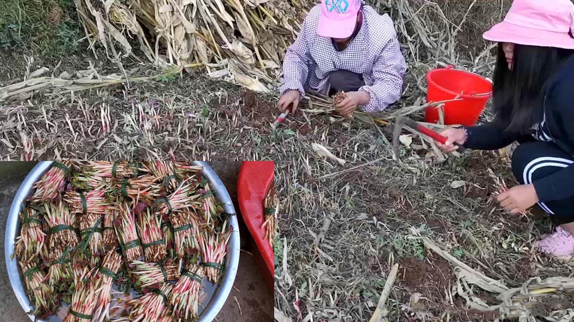 致富韭菜依靠种植吗_依靠种植韭菜致富_致富经韭菜种植技术视频